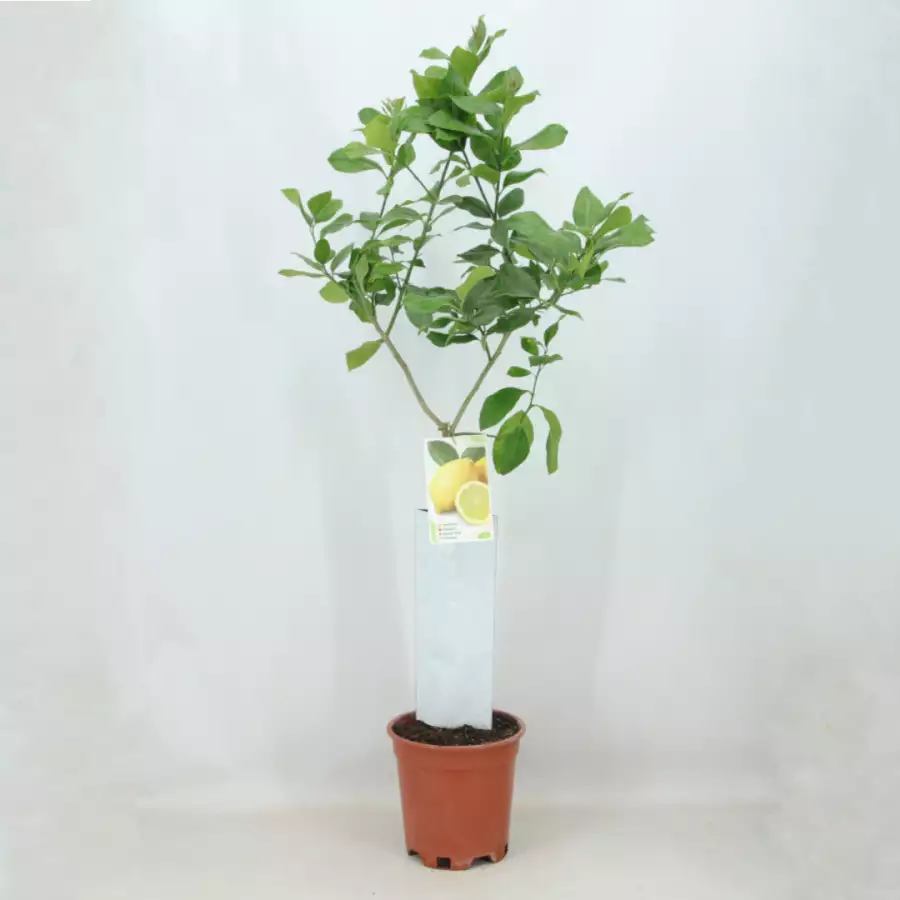 Citronnier