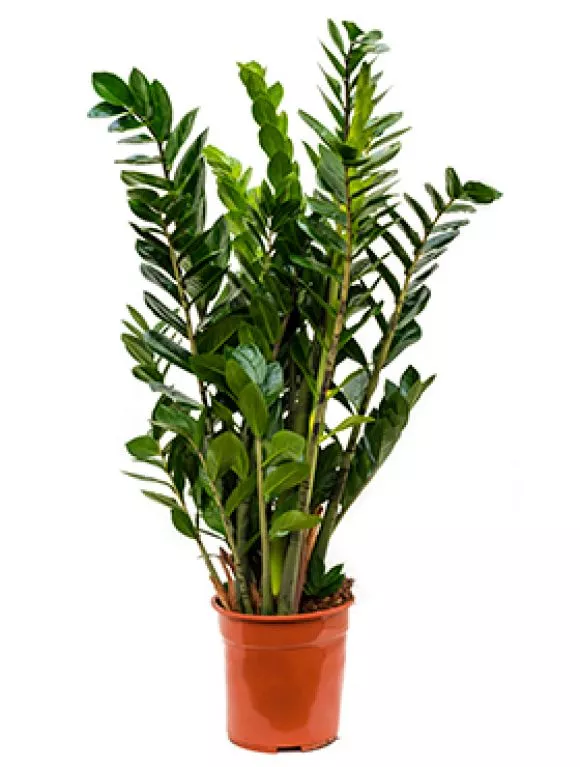 Zamioculcas
