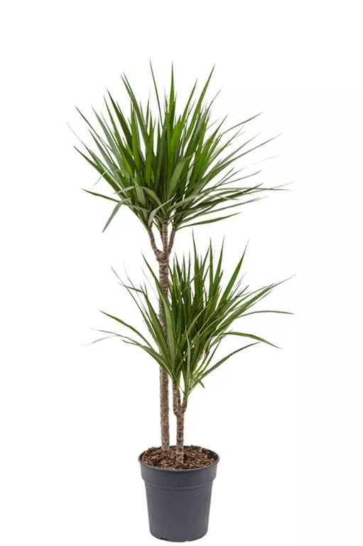 Dracena 60 cm sans cache pot